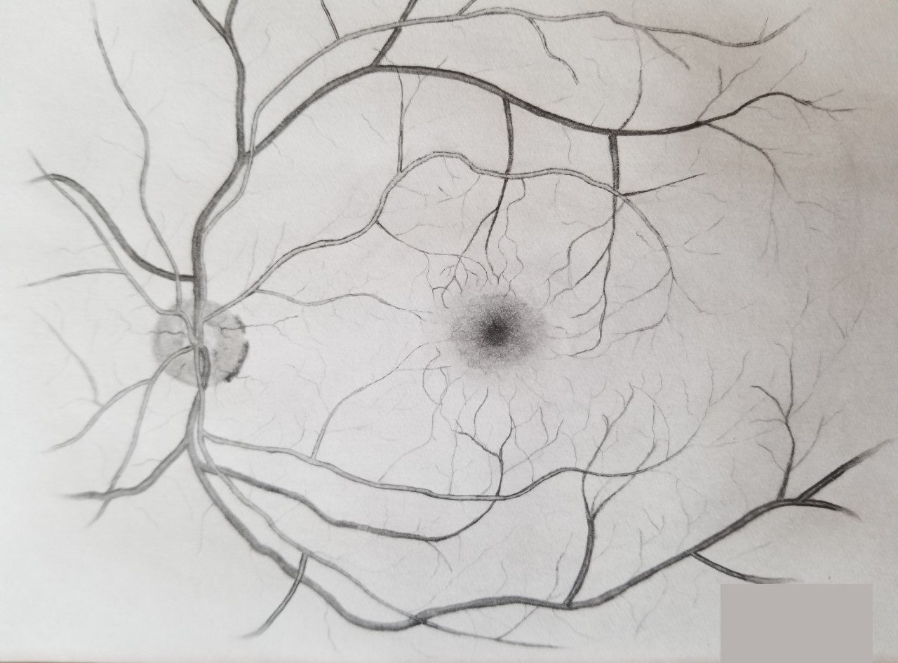 graphite drawing of retina