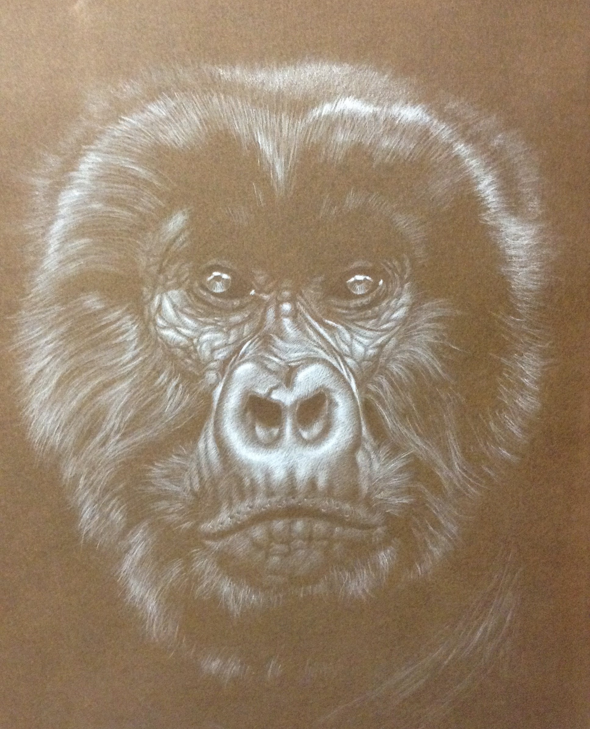 drawing of silverback gorilla