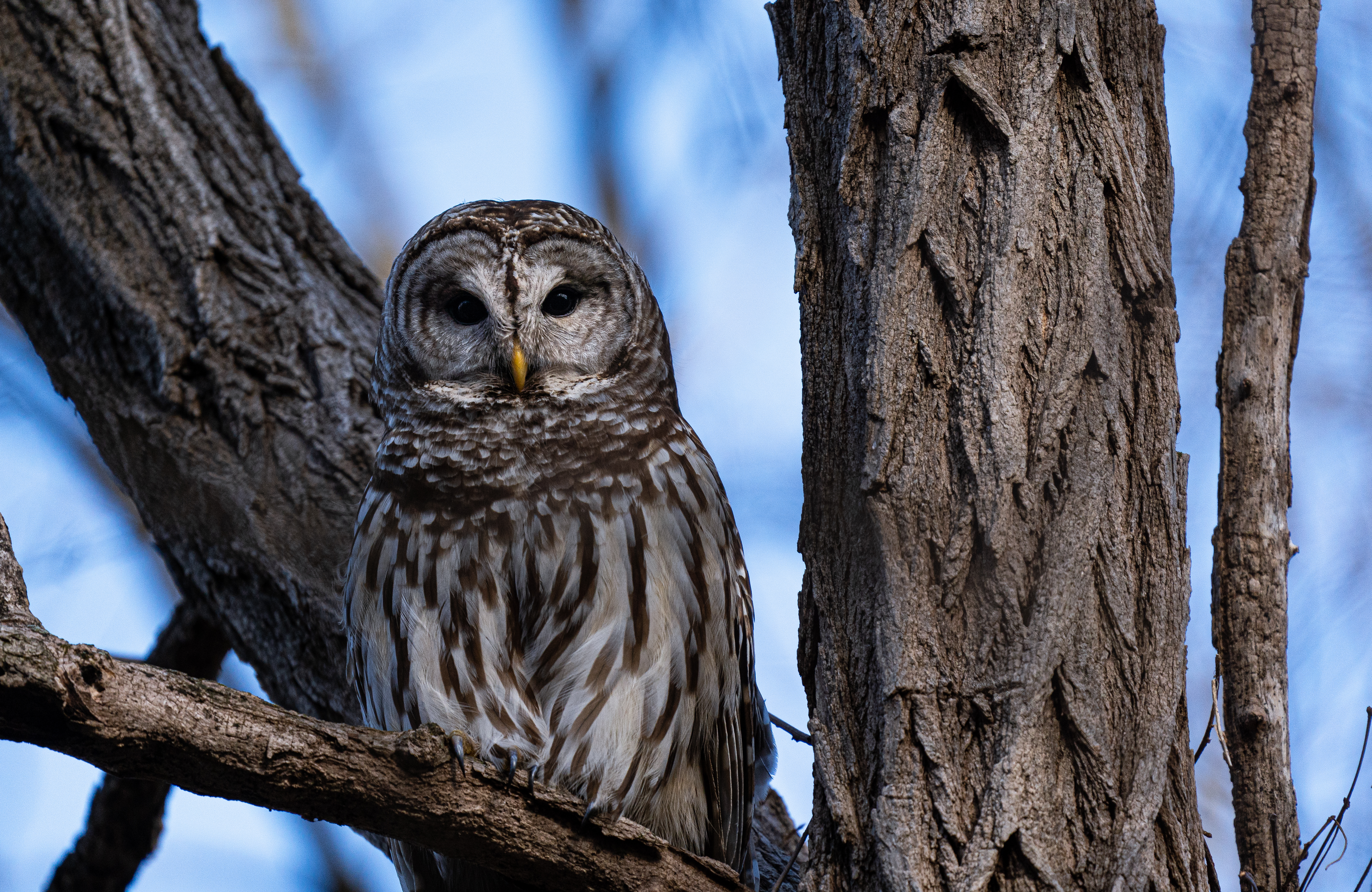 photo of owl in tree