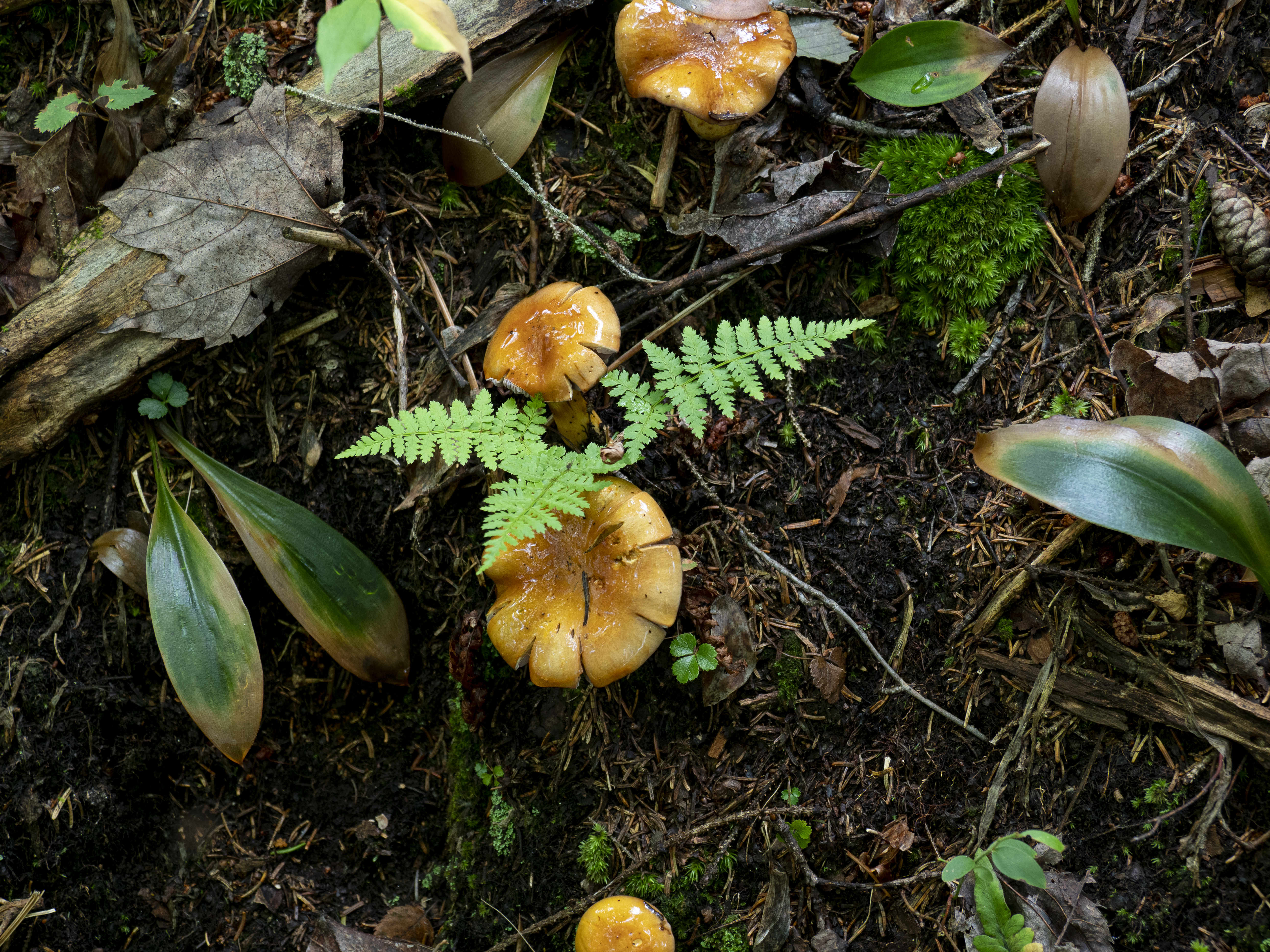photograph of mushrooms and plants on forest floor