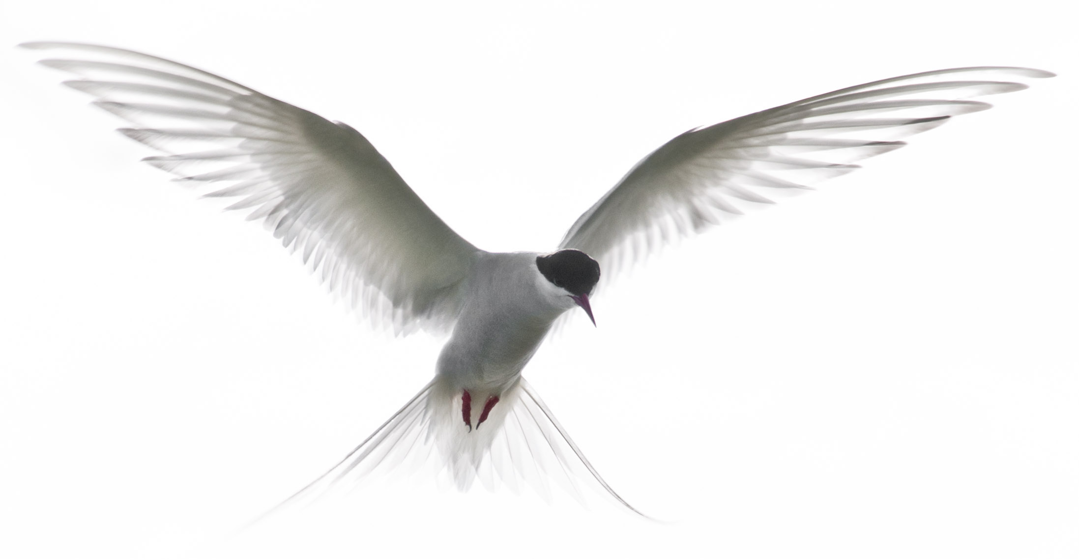 photograph of a bird flying against a white background