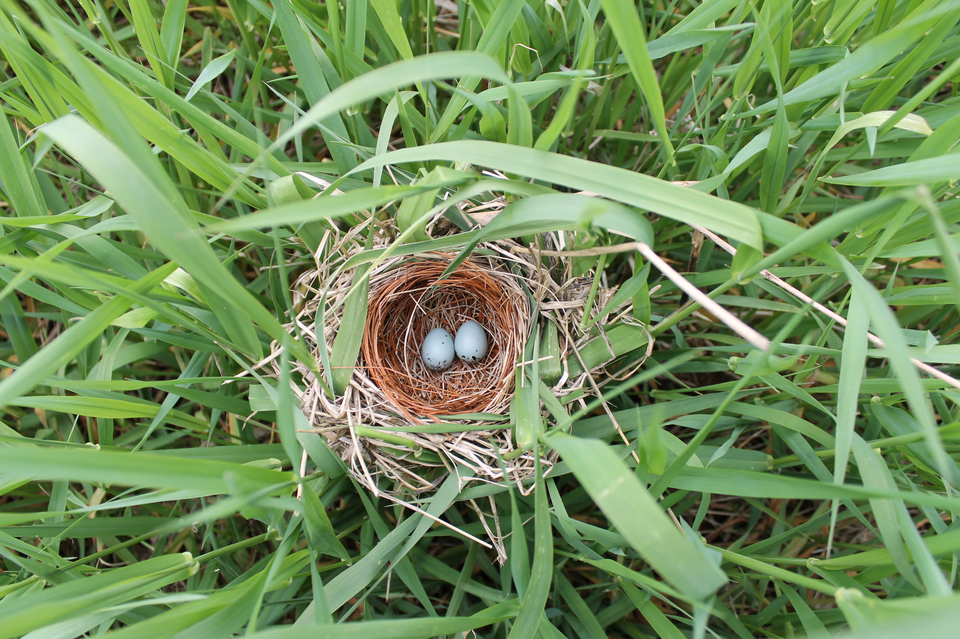 photograph of birds' nest with two blue eggs surrounded by tall grasses