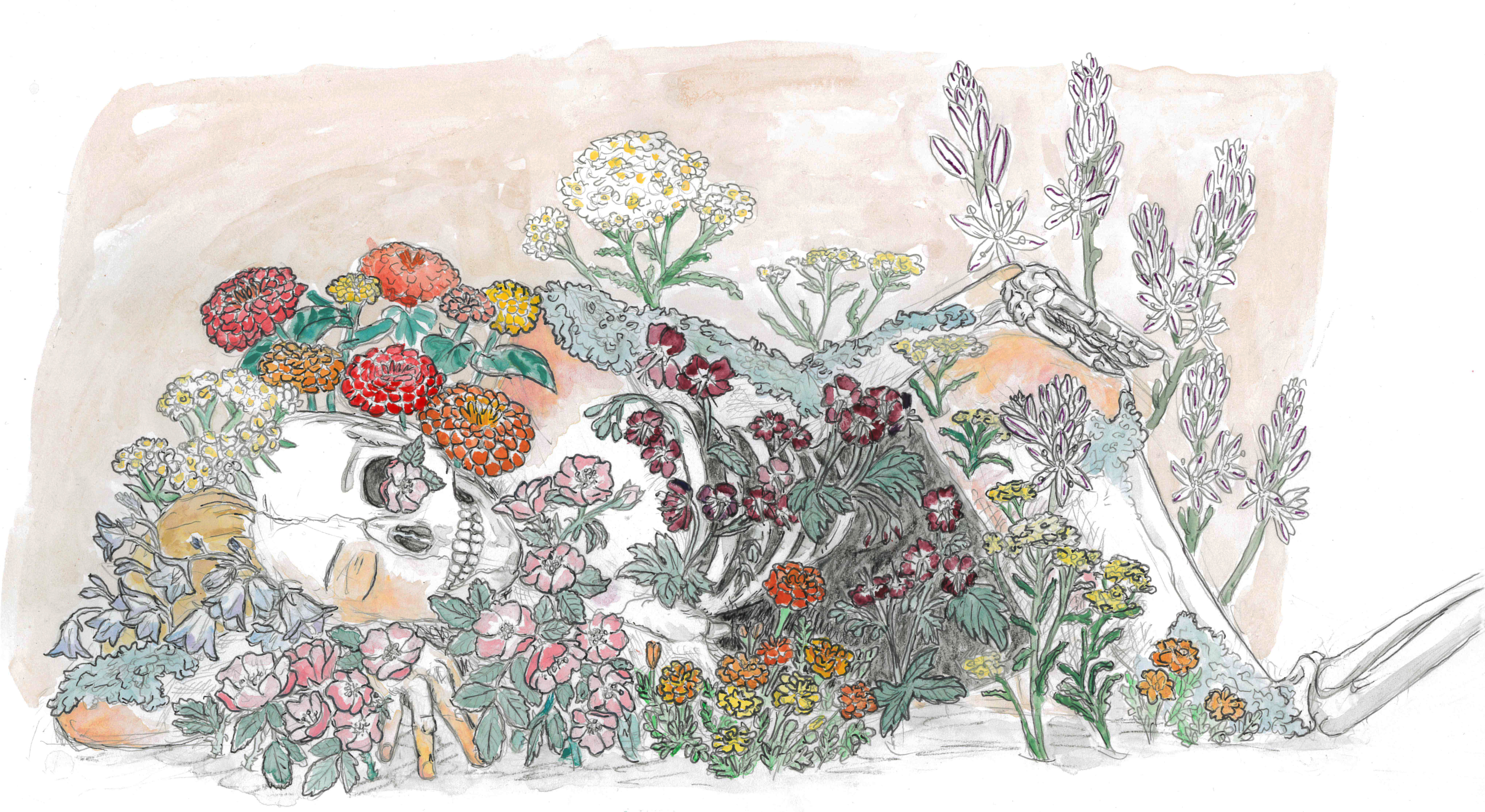 drawing of a body decaying into a skeleton with flowers and plants growing up around it
