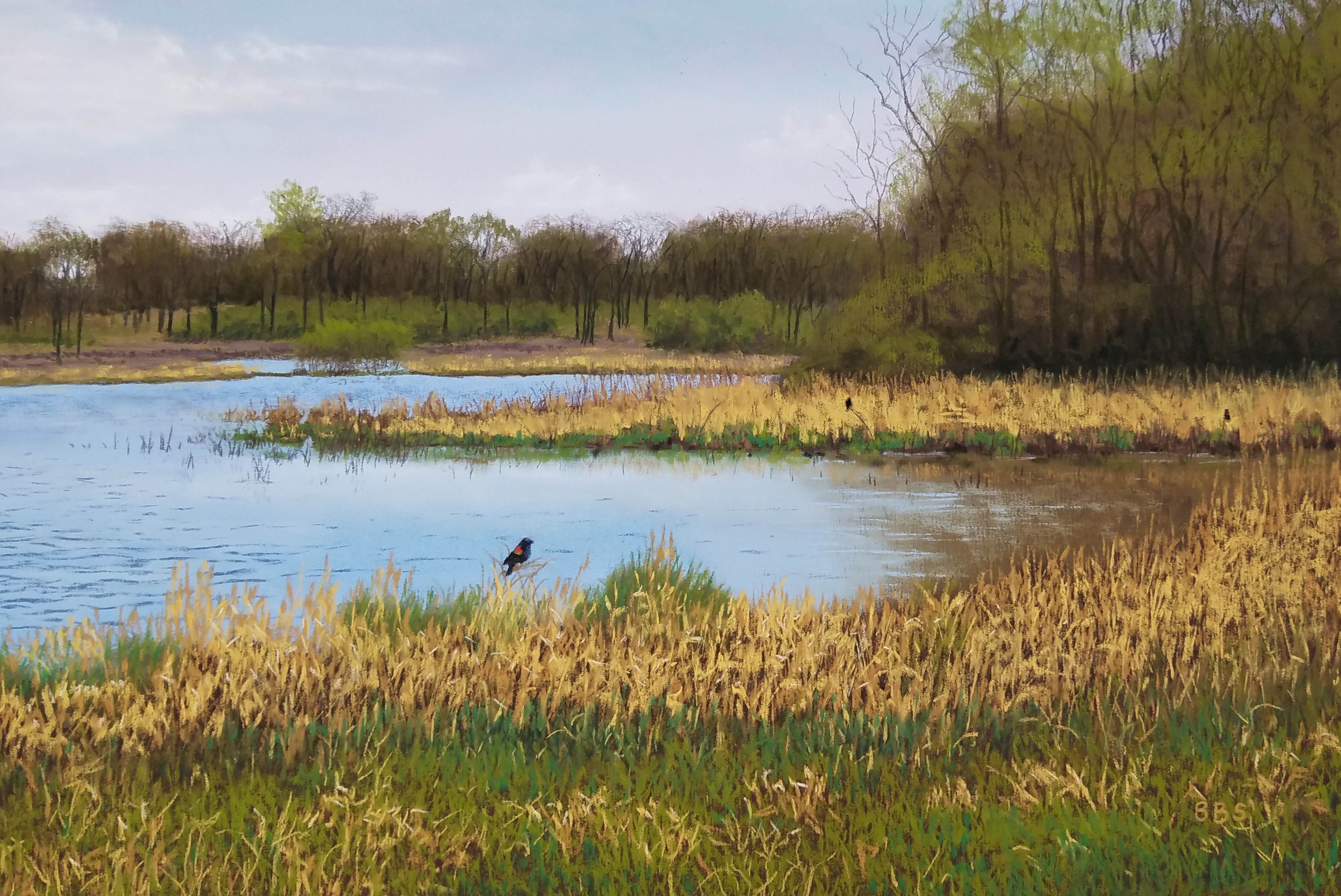 pastel drawing of red winged blackbird on marsh with trees in background