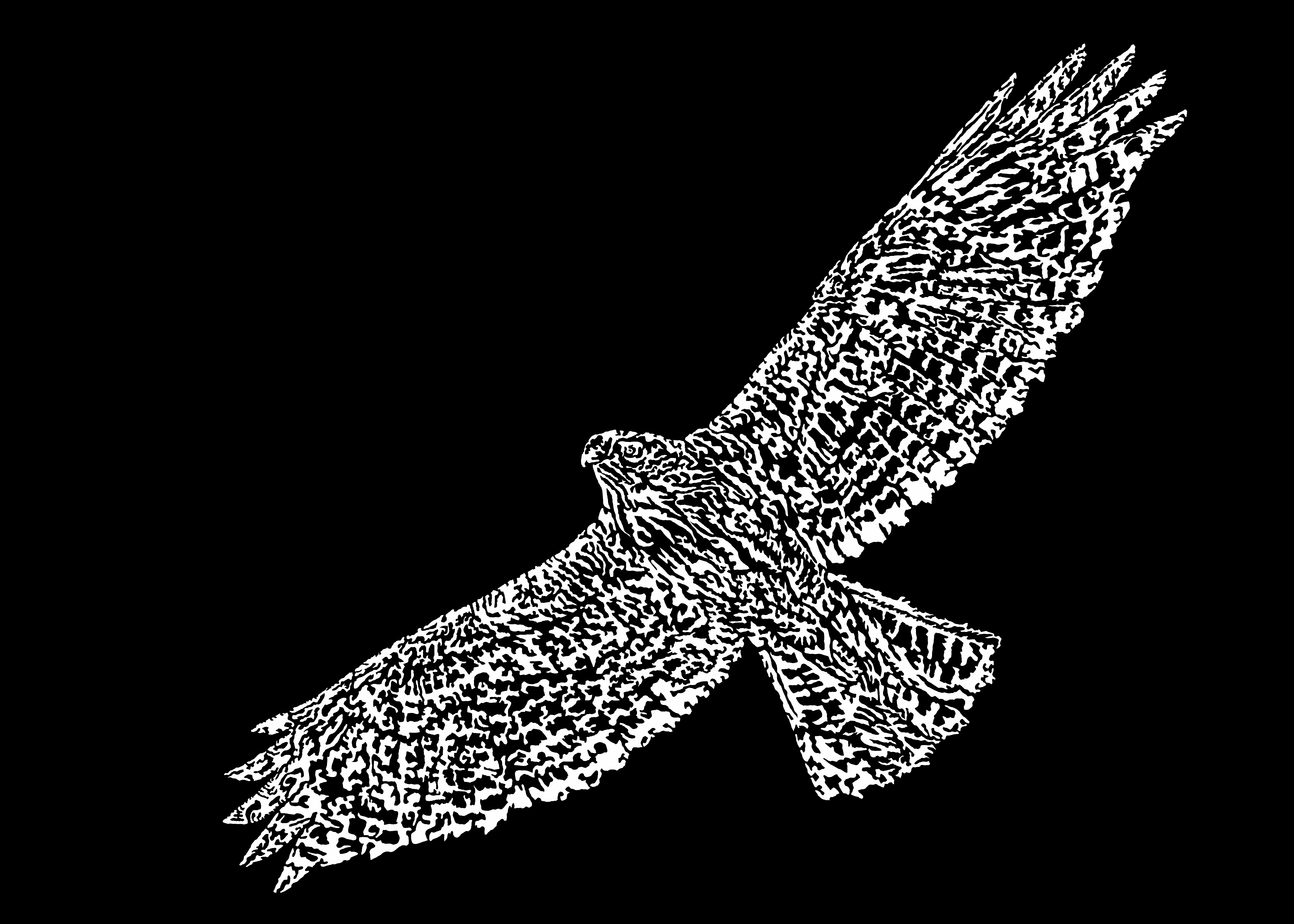 Digital drawing of redtail hawk in black and white