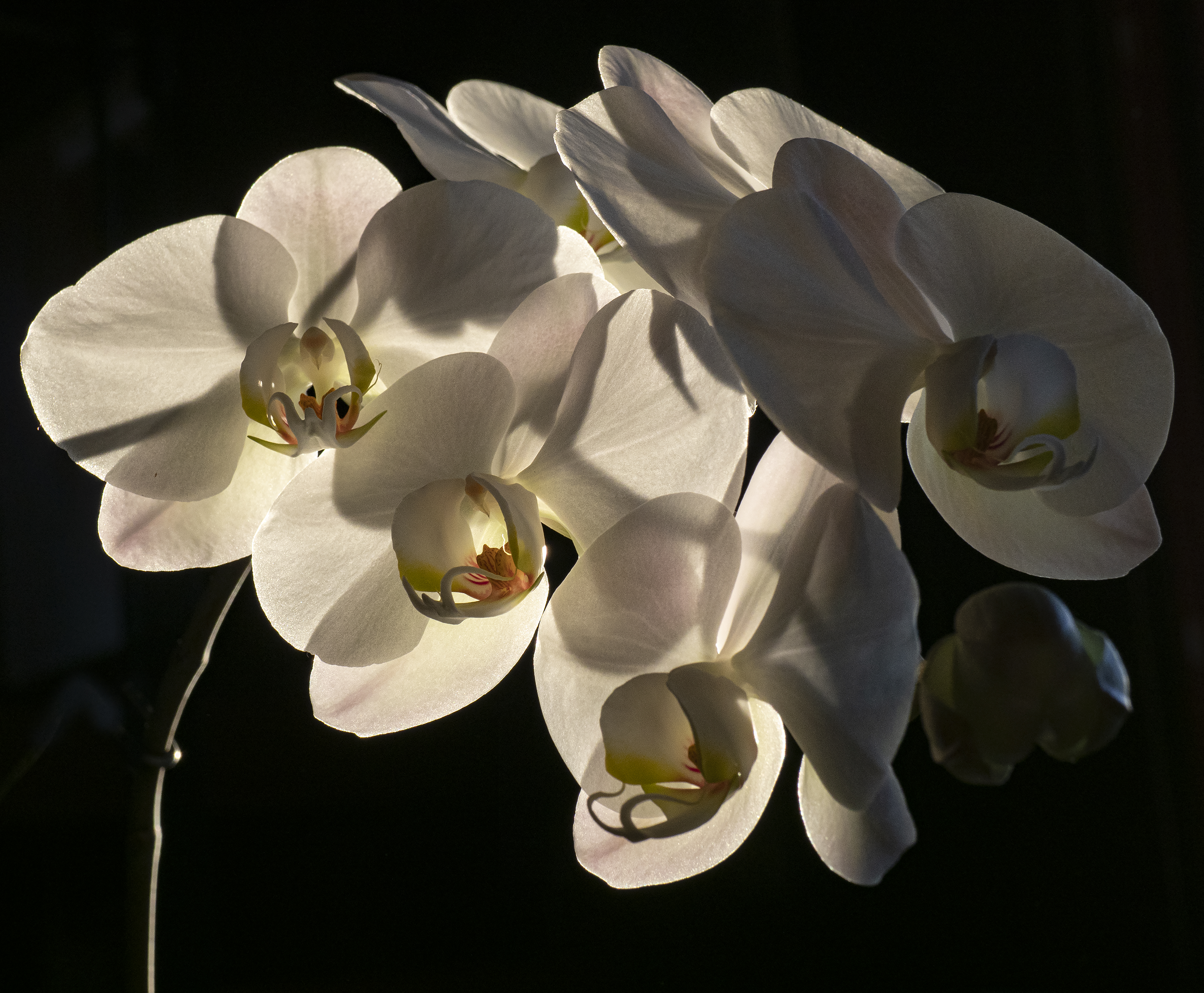 photo of group of white orchid flowers illuminated from behind against dark background
