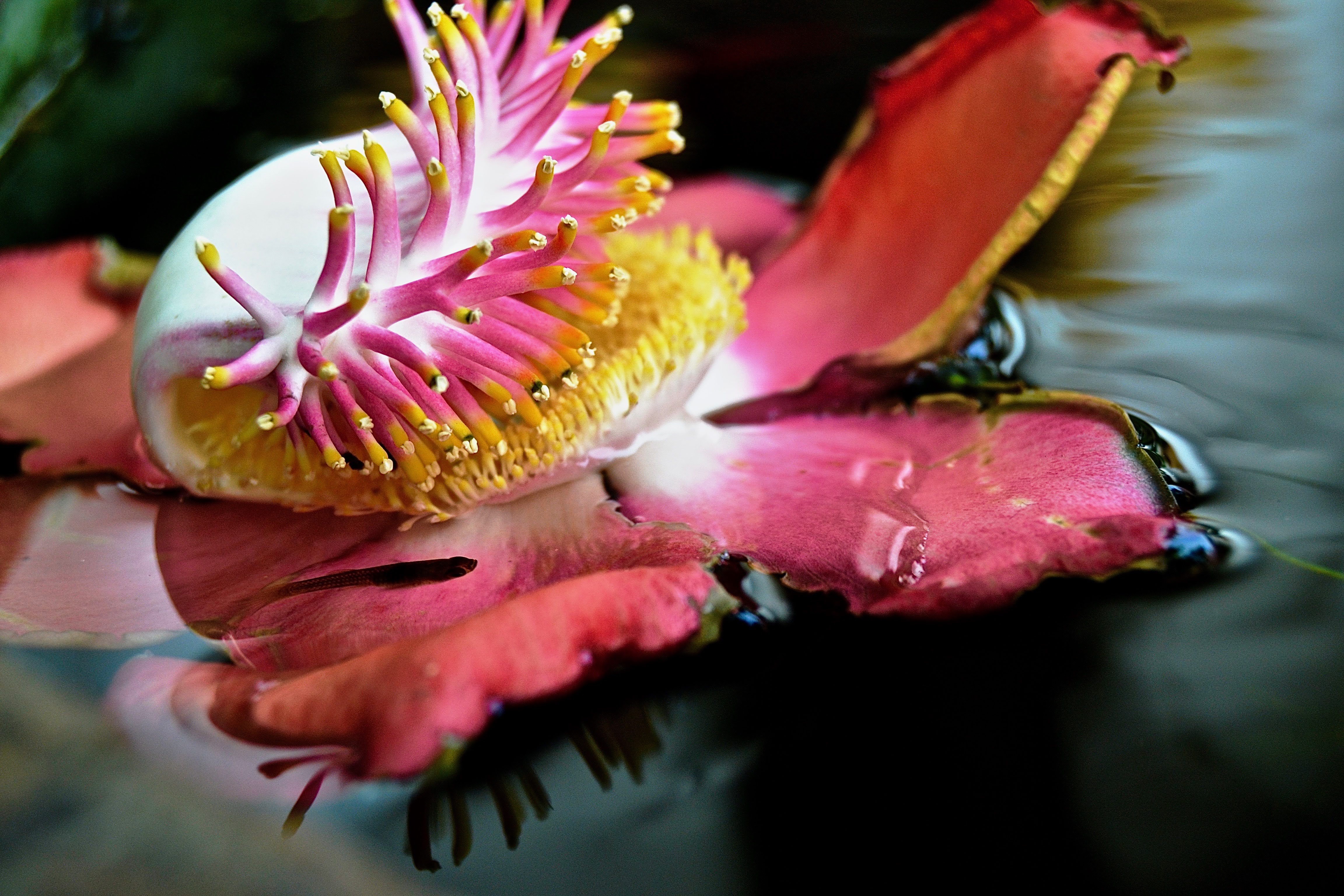 close-up color photograph of two flowers in water