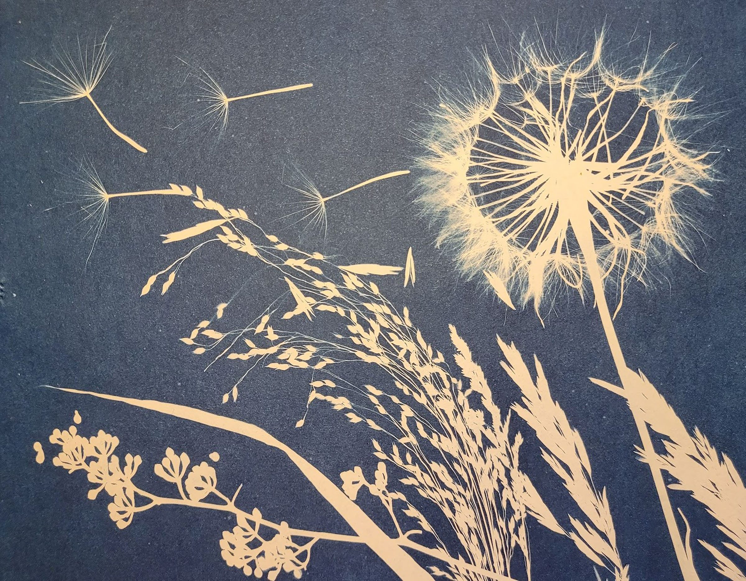 cyanotype in blue and off-white of grasses, other plants, and dandelion with seeds floating