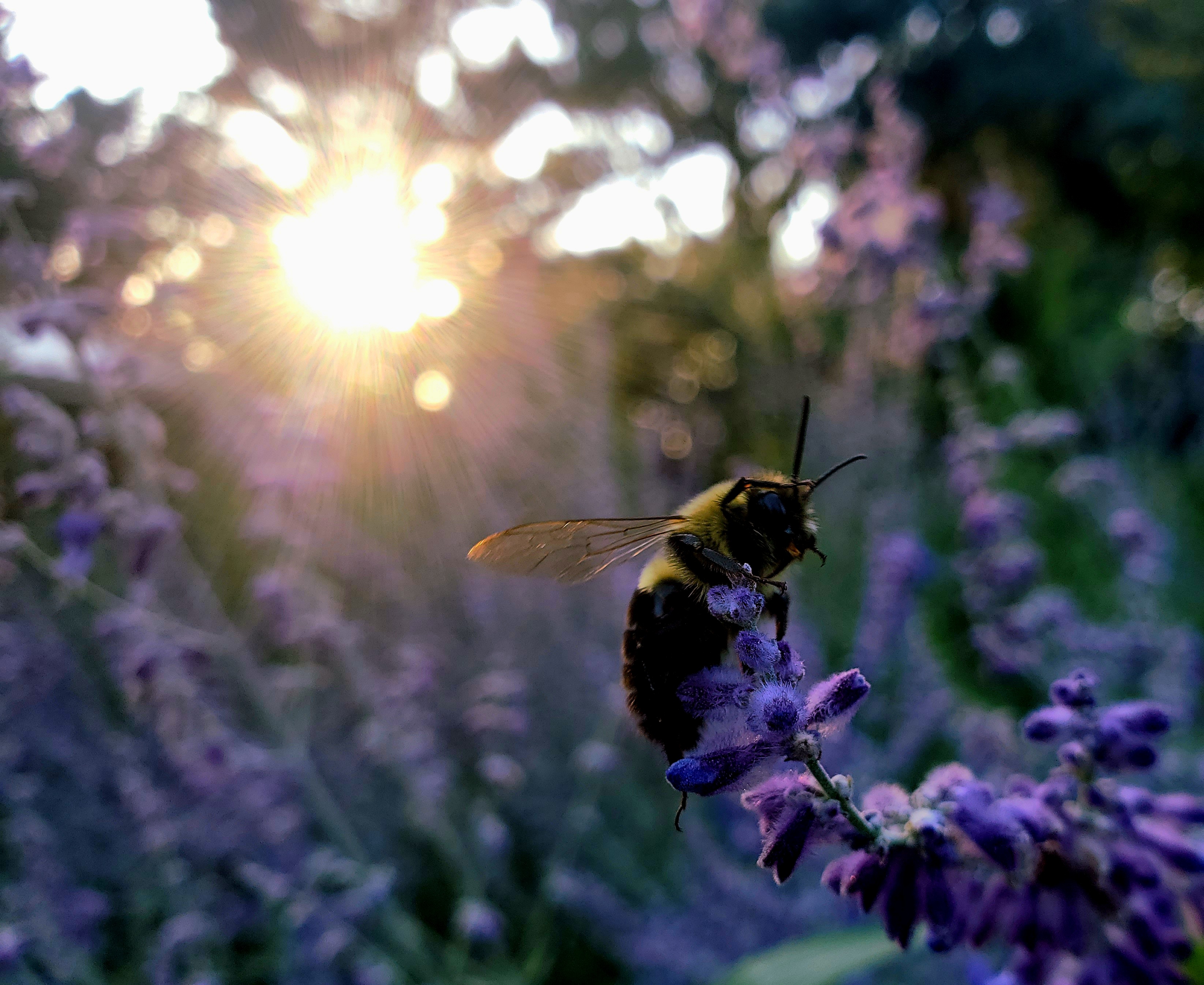 color photograph close-up of bee on purple flower with sun behind it through foliage