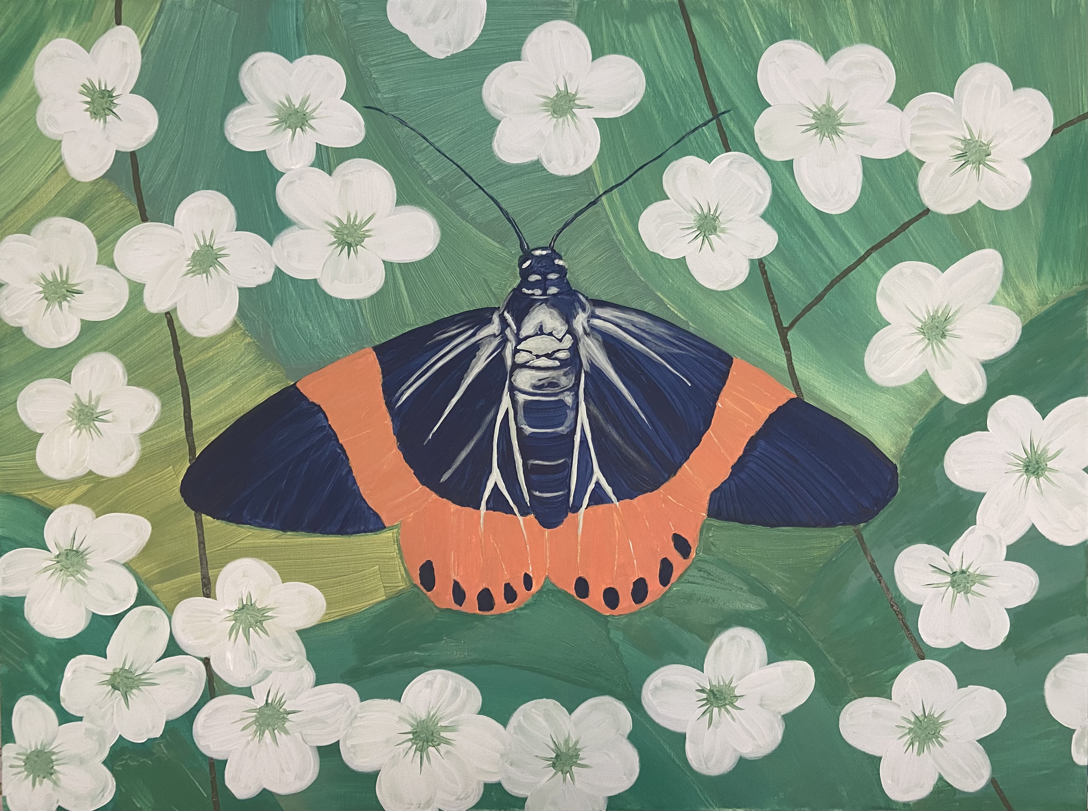 painting of milionia moth with white stripes, orange bars on dark wings, sitting on green leaves and white flowers