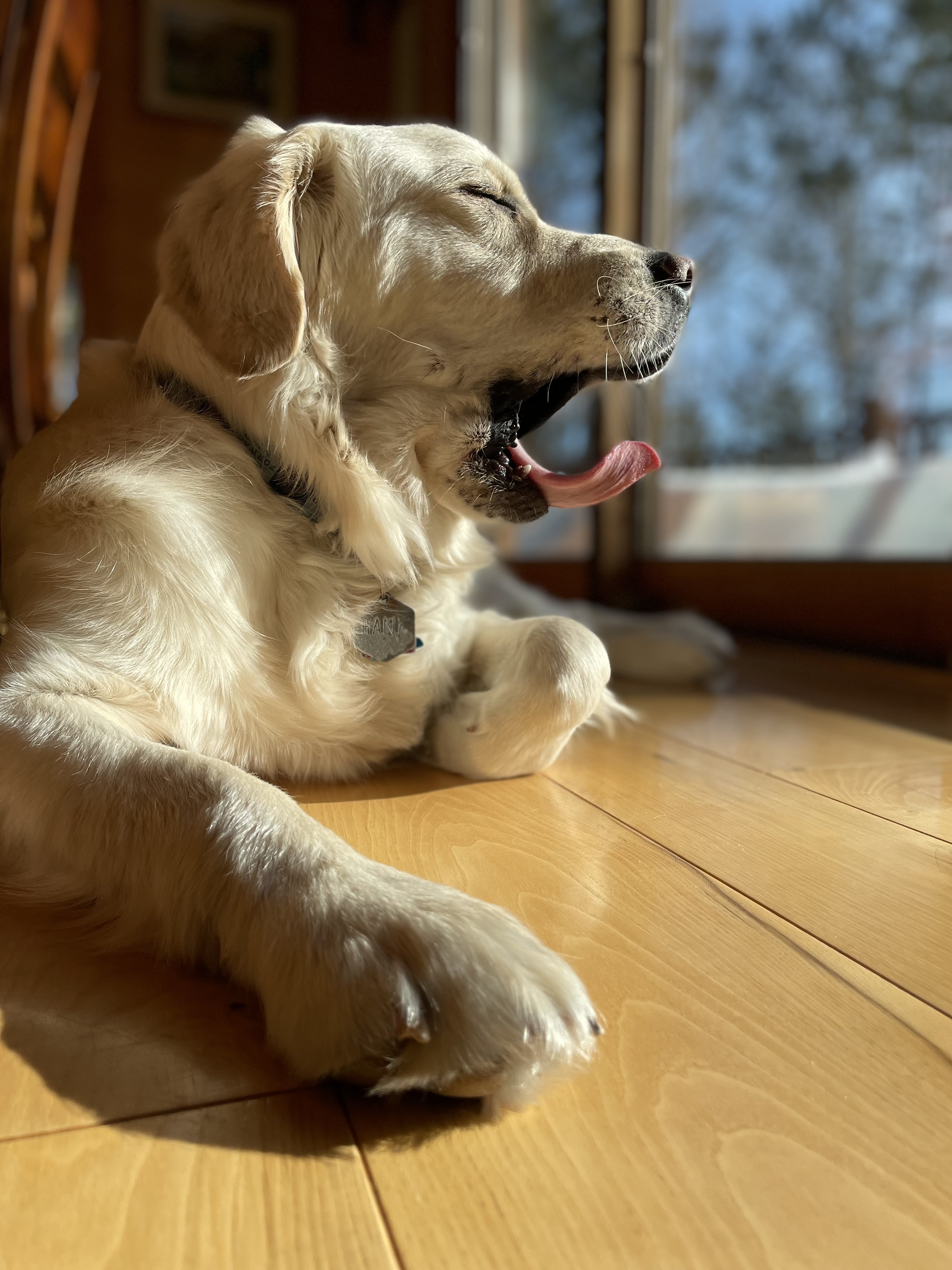 color photo of yellow dog yawning with eyes closed laying on belly on wood floor with blurred background of window and trees