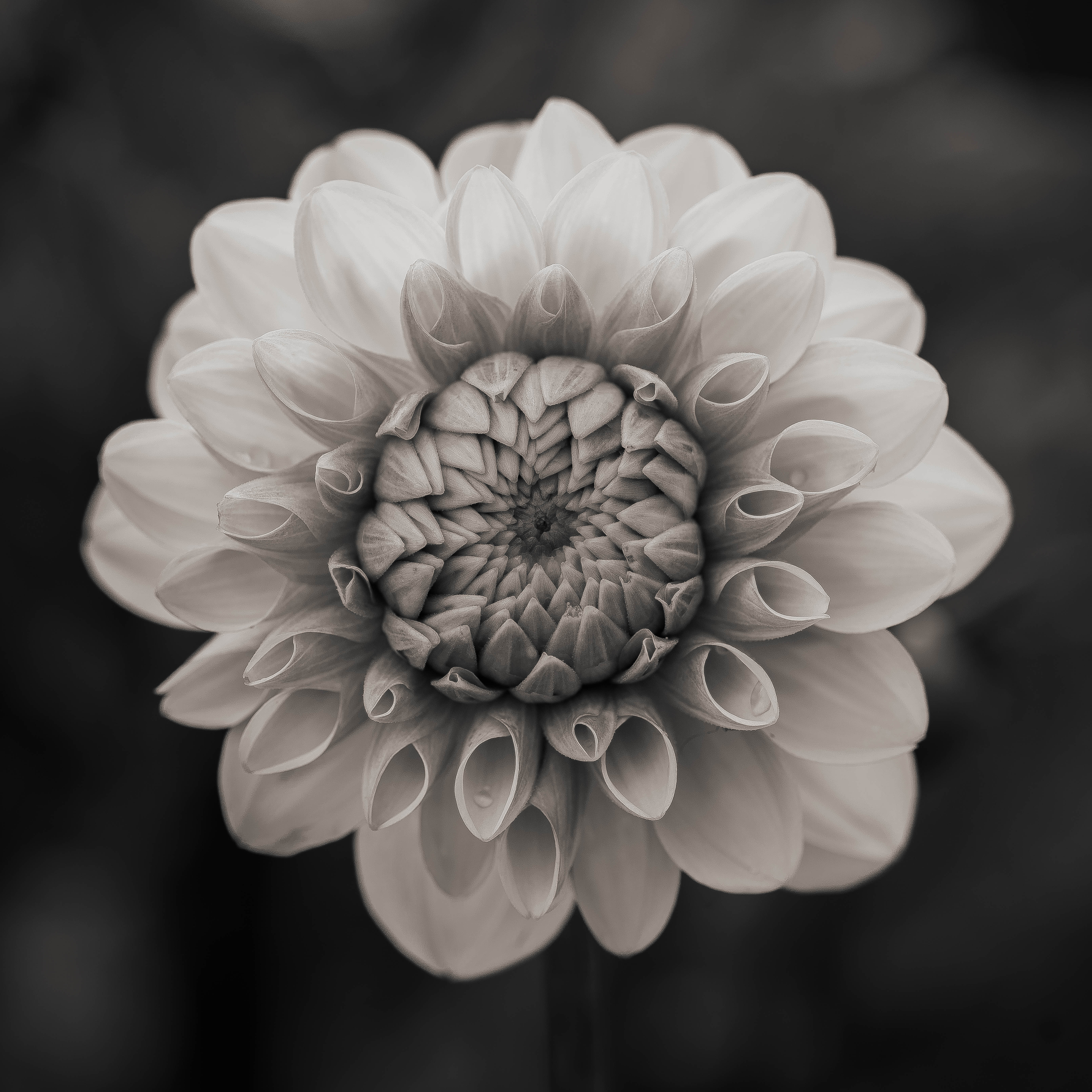 square photograph of close-up of flower blossoming in black and white, with blurred background