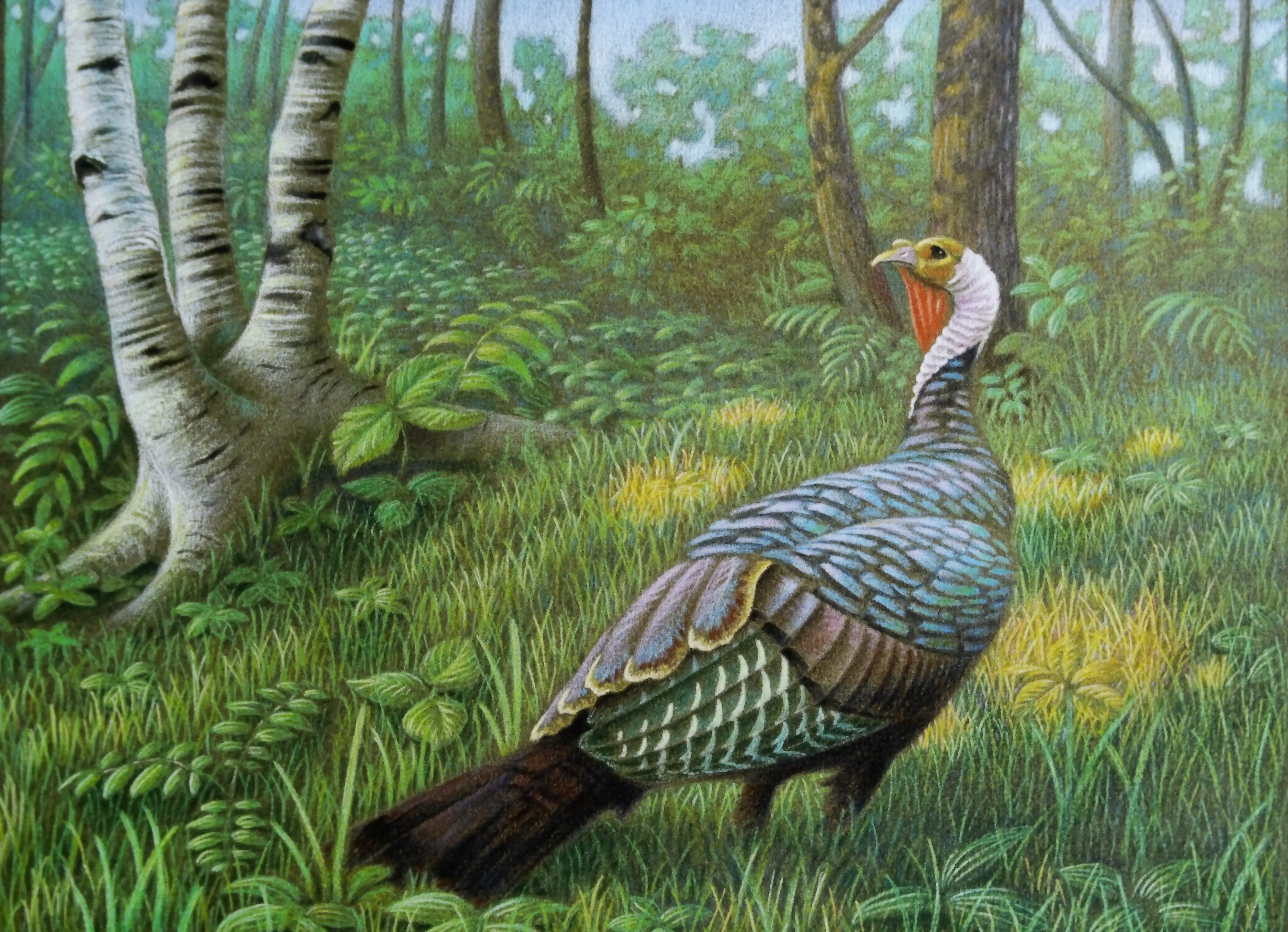 Colorful drawing of turkey standing in forest, surrounded by trees in green and yellow grasses and foliage