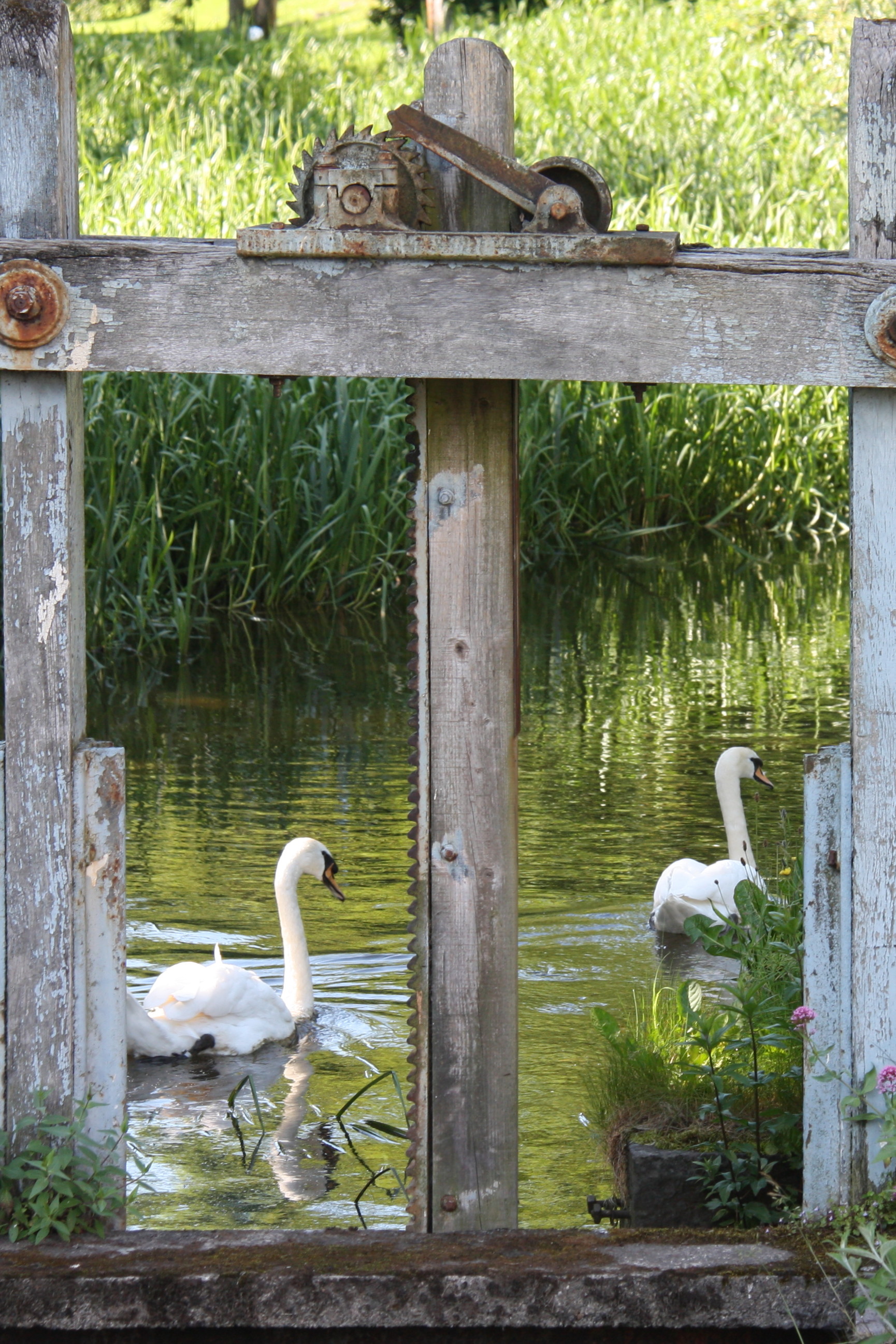 Two swans on body of water near tall green grass on bright day with metal and wood frame in the foreground