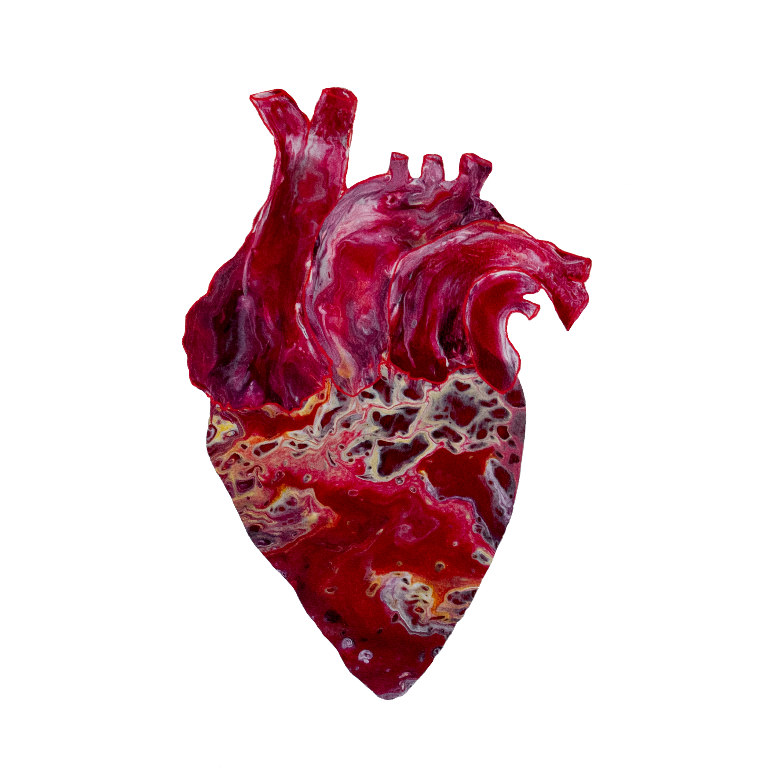 Human heart with ventricles shaped and colored with poured paints in the colors of red, pink, white, yellows