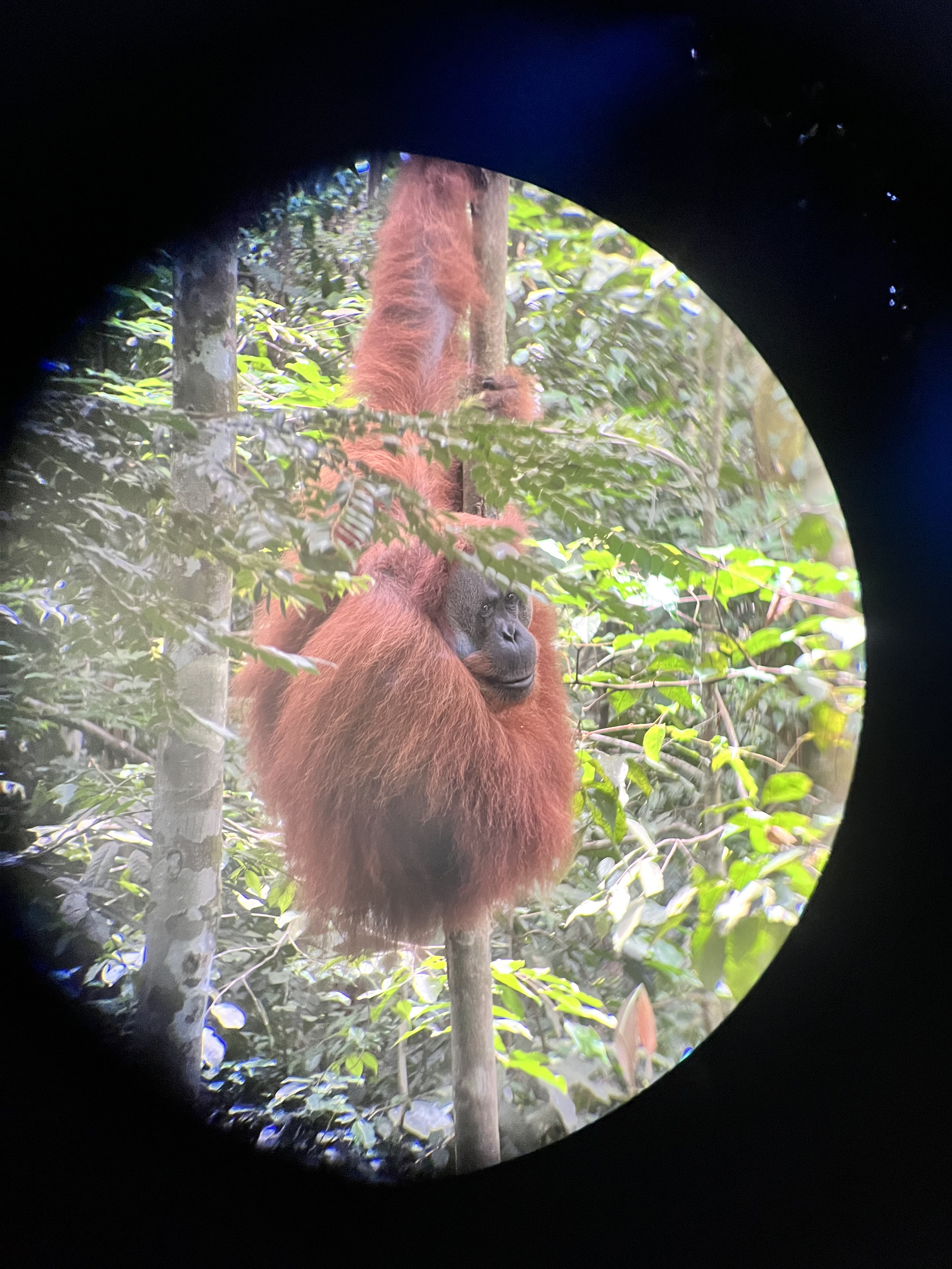 Circular photo of orangutan hanging from tree in a stand of trees