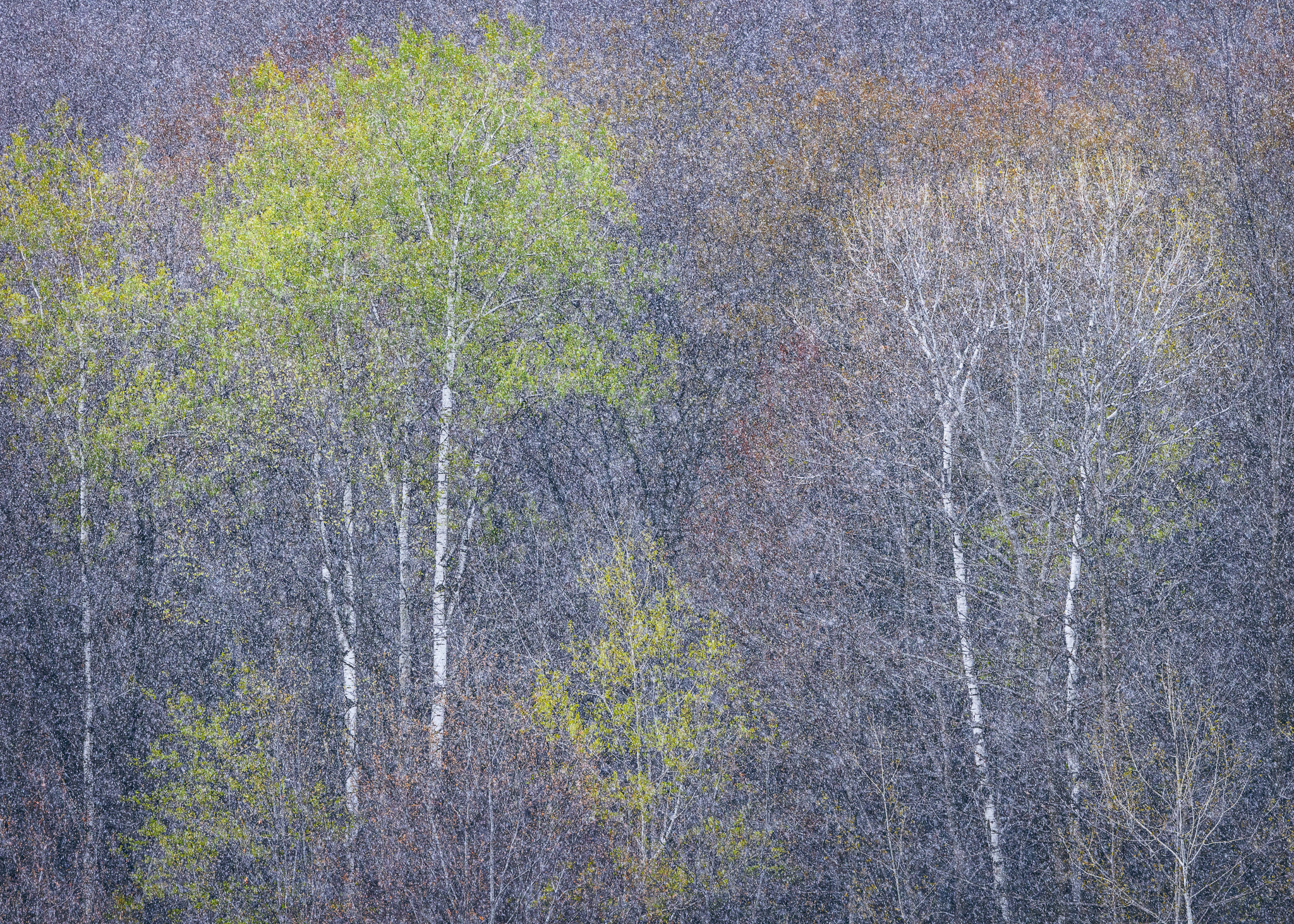 Forest of trees with snow falling creating a pixelated look