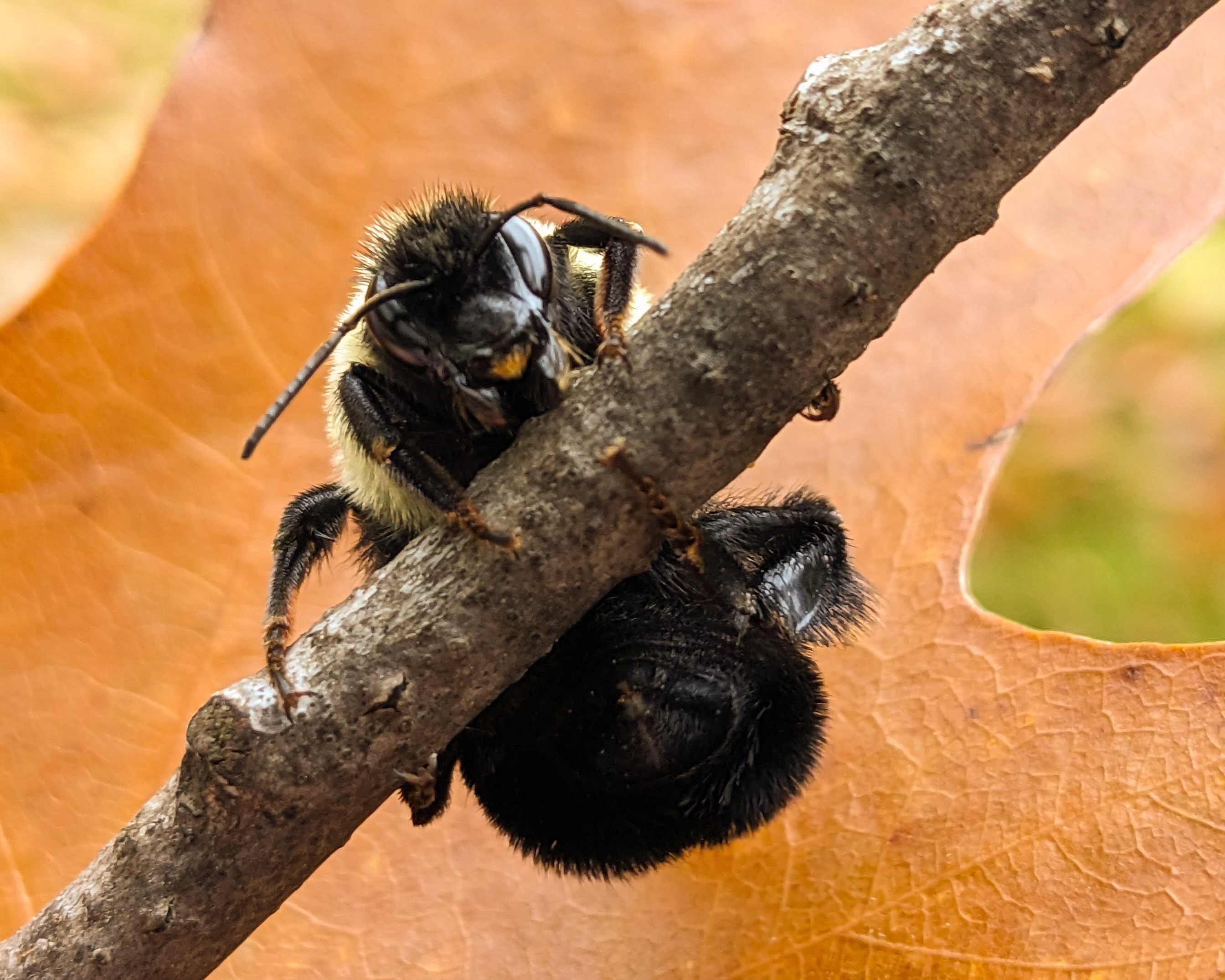 Close-up photo of bee hanging from tree twig/branch with brown leaf behind it
