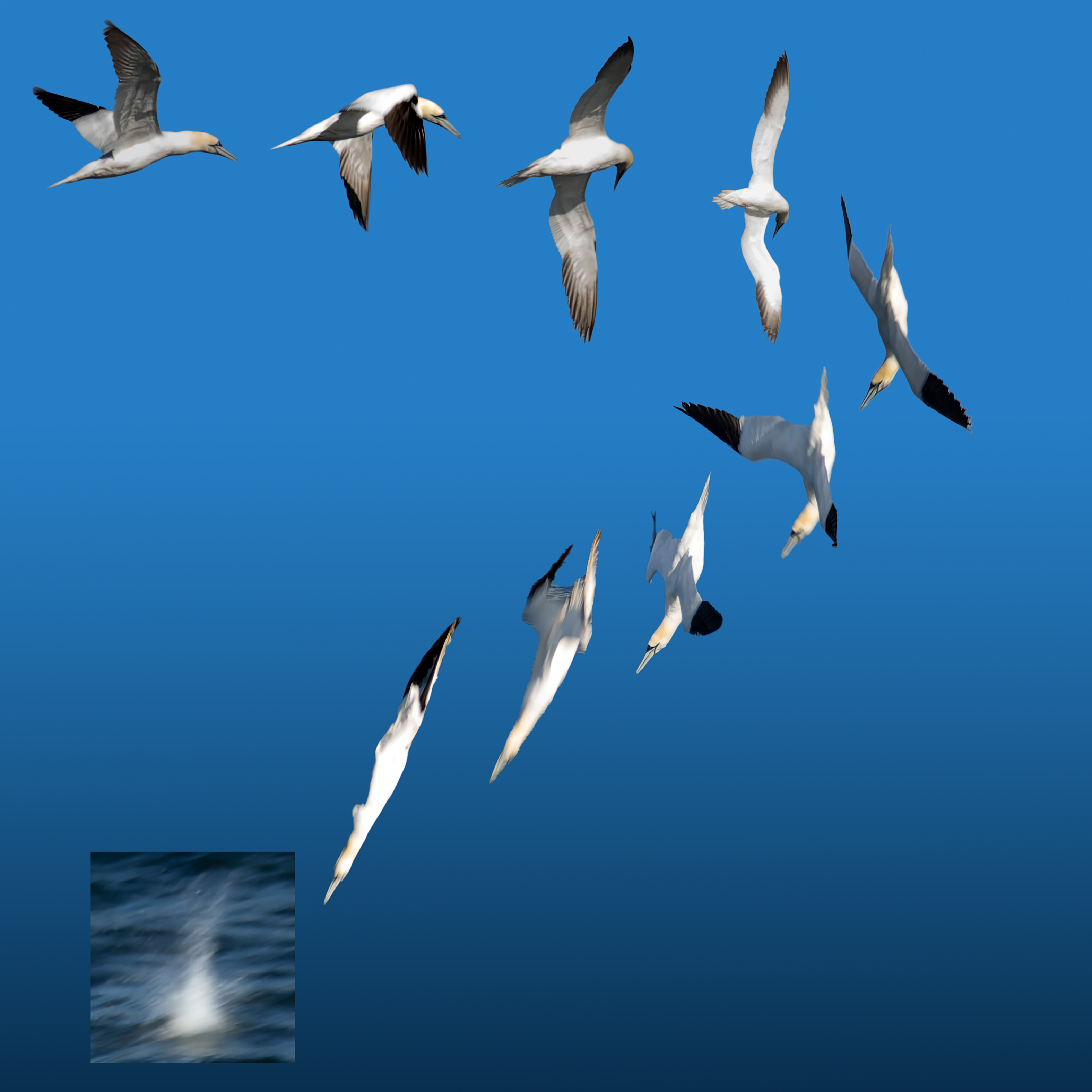 composite square photo of several photos of gannet (bird) in various flight positions ending with square photo of bird crashing in water against blue backdrop