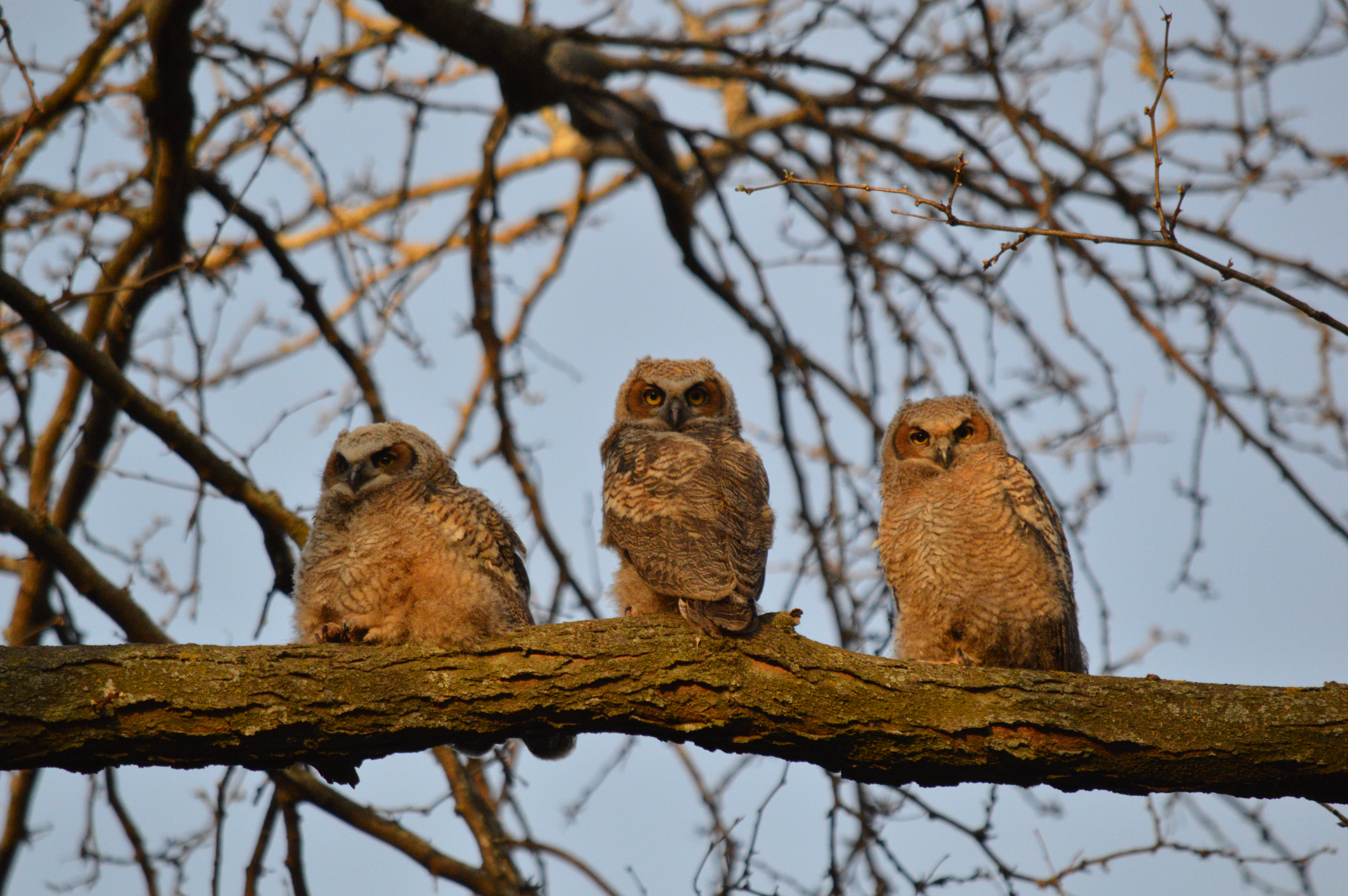 color photograph of three owlets sitting on a tree branch in early morning light, two of them looking directly at the camera