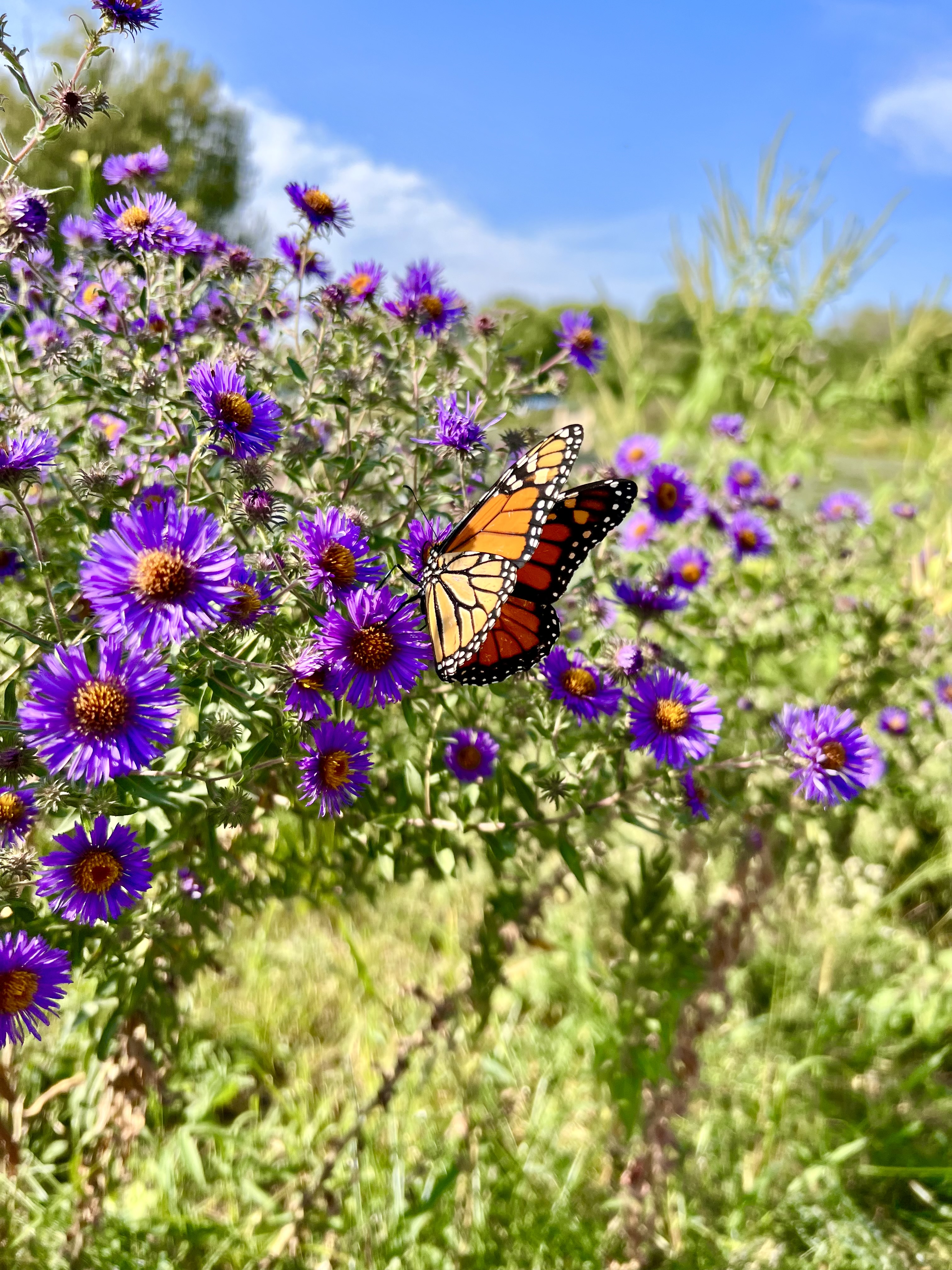 Color photograph of monarch butterfly on purple flowers in foreground with green plants and blue sky in background on sunny day