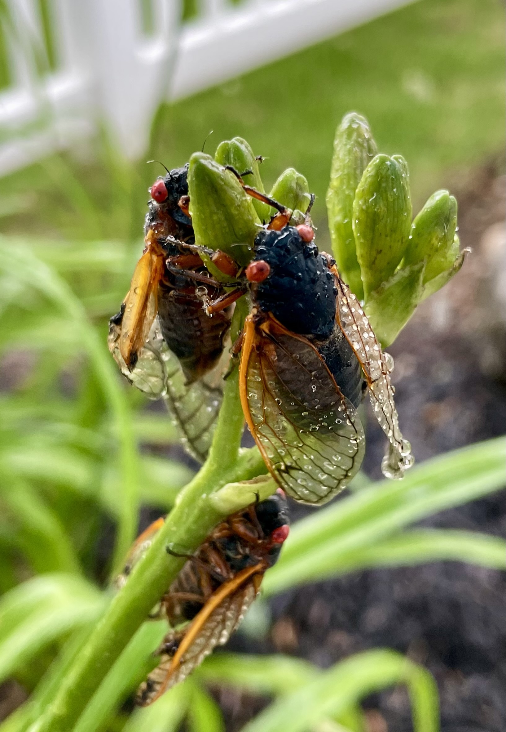 Color photograph of a few cicadas clinging to top of budding green plant in the rain