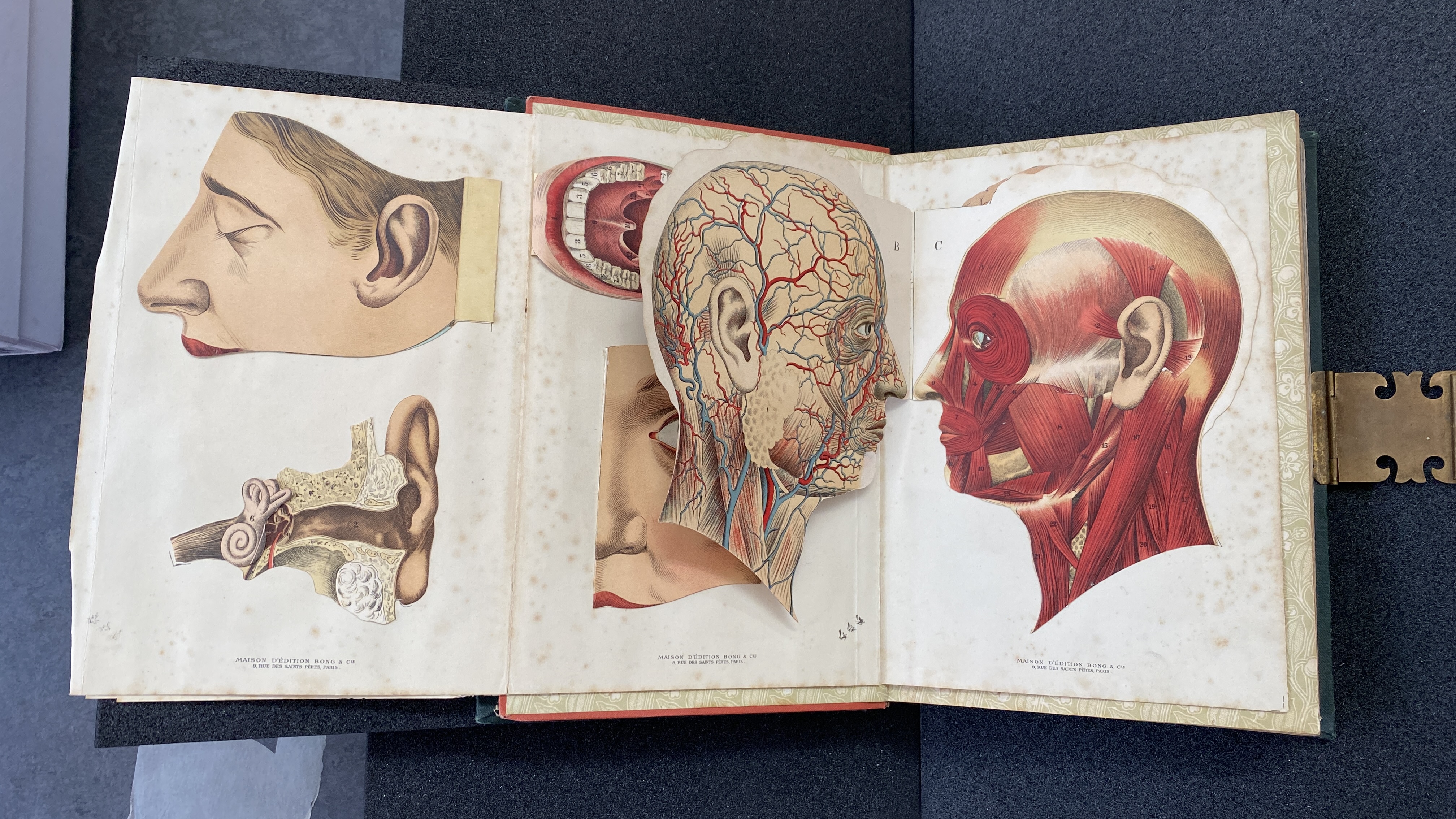 Image of an anatomical flap book featuring a white man's face