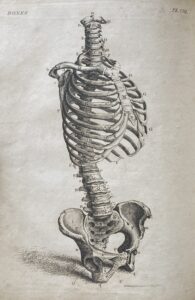 Engraved illustration of a human spine, ribcage, and pelvis stood on end