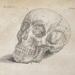 Engraved illustration of a human skull