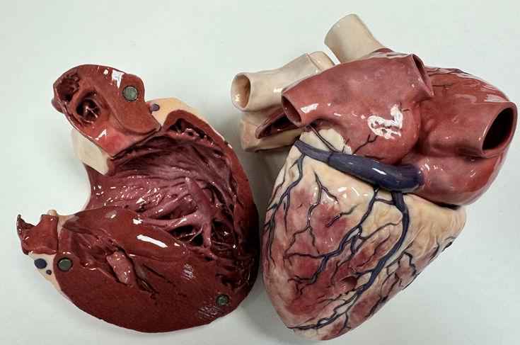 Photo of open heart anatomical model.